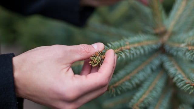 Tannenbaum: Blaufichten bieten den typischen Tannenduft. Allerdings piksen die Nadeln. Das stört oftmals beim Schmücken.