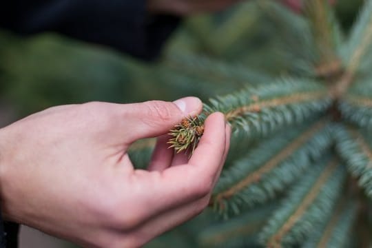 Tannenbaum: Blaufichten bieten den typischen Tannenduft. Allerdings piksen die Nadeln. Das stört oftmals beim Schmücken.