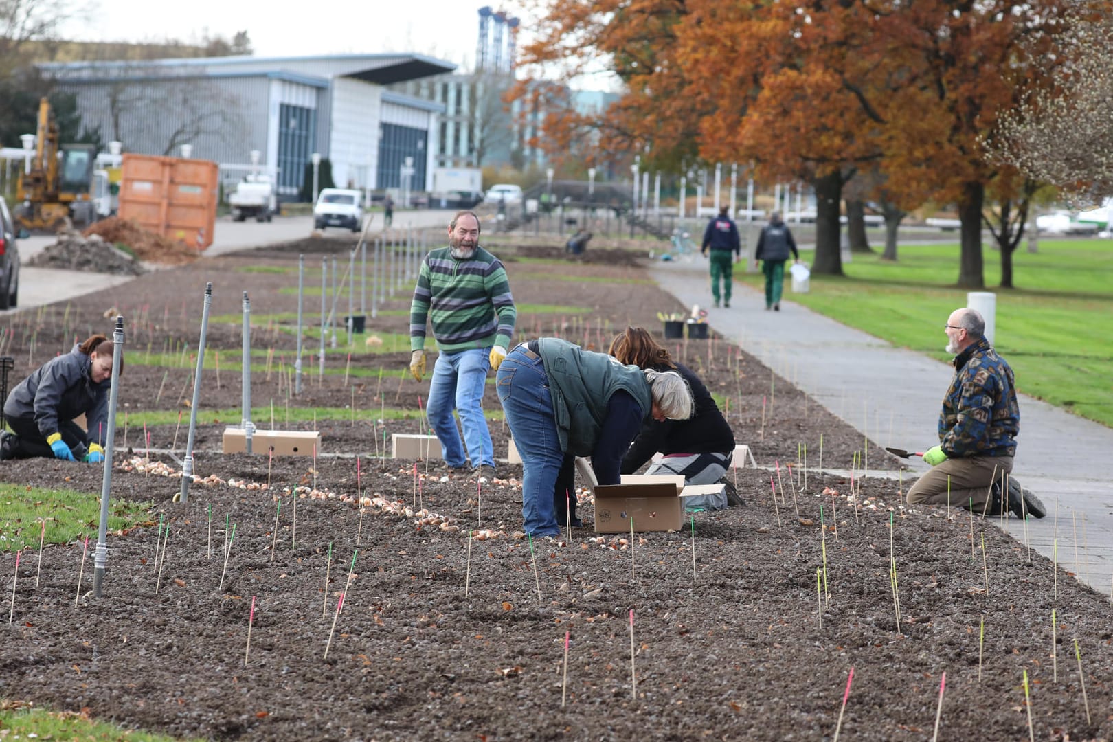 Mitarbeiter setzen in Erfurt Blumenzwiebeln für die Bundesgartenschau 2021: Für die Buga sucht die Stadt nach ehrenamtlichen Helfern.