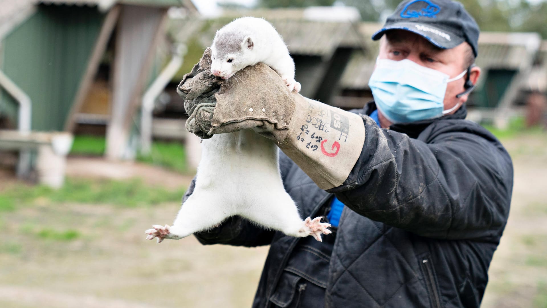 Nerzfarmer Thorbjoern Jepsens mit einem seiner Tiere im Oktober: Seitdem wurden alle 17 Millionen der Tiere in Dänemark gekeult.