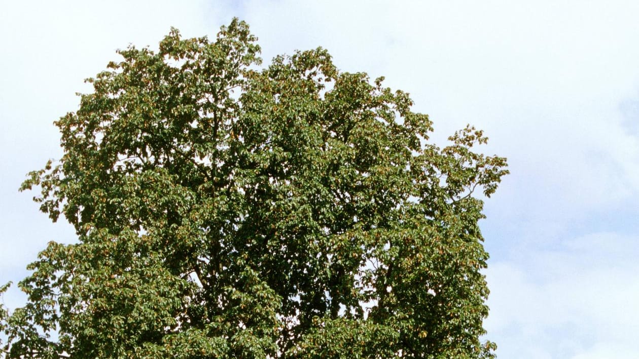 Eine Hopfenbuche steht auf einer Wiese (Symbolbild): In Bonn soll ein gleichartiger Baum zur Verbesserung des Stadtklimas beitragen. Eine Hopfenbuche steht auf einer Wiese (Symbolbild): In Bonn soll ein gleichartiger Baum zur Verbesserung des Stadtklimas beitragen.