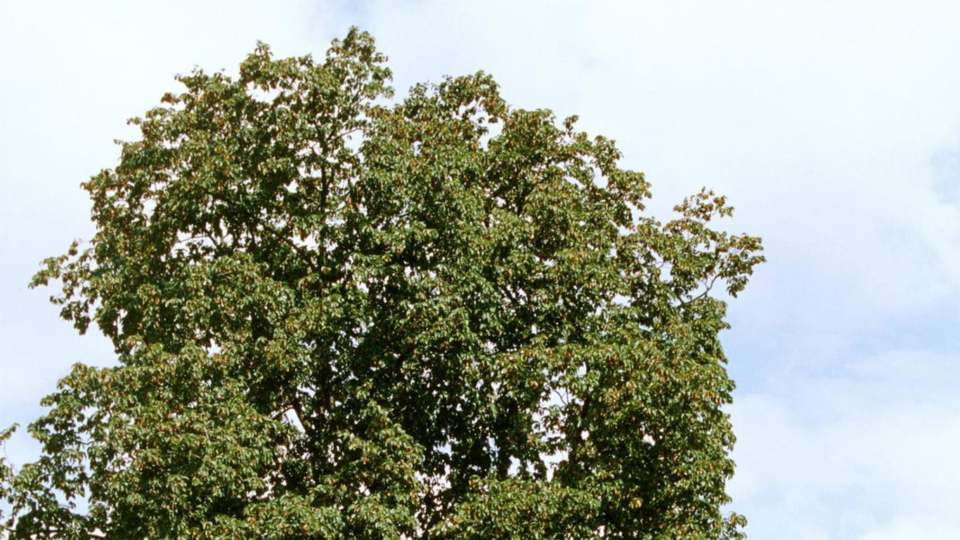Eine Hopfenbuche steht auf einer Wiese (Symbolbild): In Bonn soll ein gleichartiger Baum zur Verbesserung des Stadtklimas beitragen.