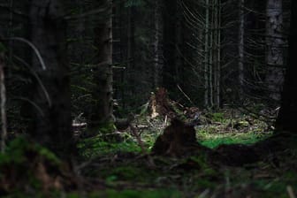 Ein Waldstück nahe Rodacherbrunn, wo im Juli 2016 Skelettteile der vermissten Peggy gefunden worden.