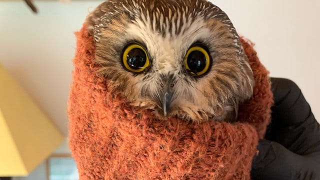 Die kleine Sägekauz-Eule im Ravensbeard Wildlife Center in New York.