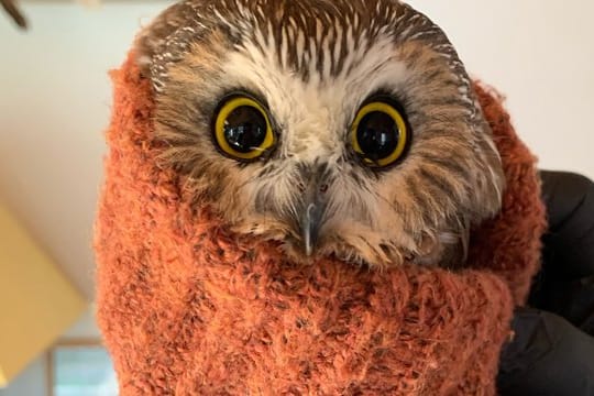 Die kleine Sägekauz-Eule im Ravensbeard Wildlife Center in New York.