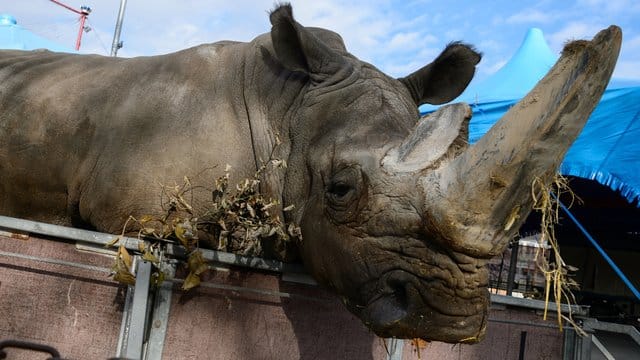 Umstrittene Praxis: Tiere, wie hier ein Breitmaulnashorn, könnten in Wanderzirkussen bald Geschichte sein.