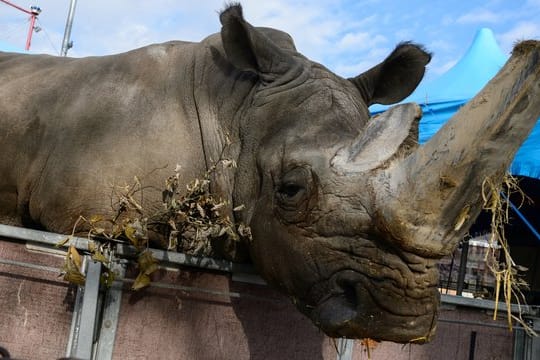 Umstrittene Praxis: Tiere, wie hier ein Breitmaulnashorn, könnten in Wanderzirkussen bald Geschichte sein.