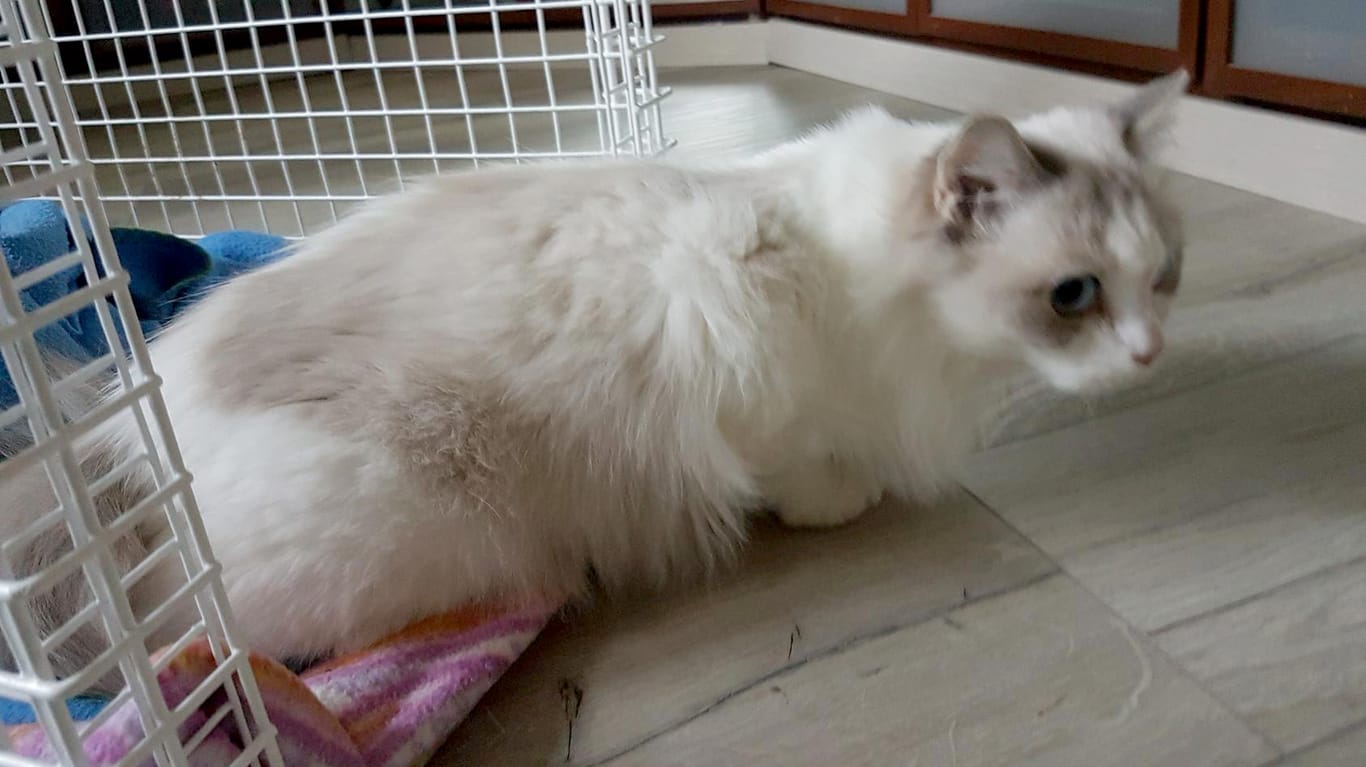 Diese Katze soll gut vier Monate alleine in einer verwahrlosten Wohnung in Köln überlebt haben: Der Tierschutzverein Straßenkatzen Köln postete auf Facebook Bilder der weißen Katze.