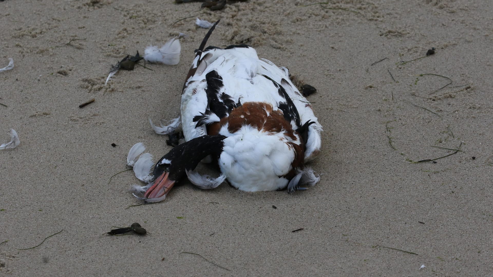 Eine tote Wildgans: Tausende Vögel fallen der Geflügelpest zum Opfer.