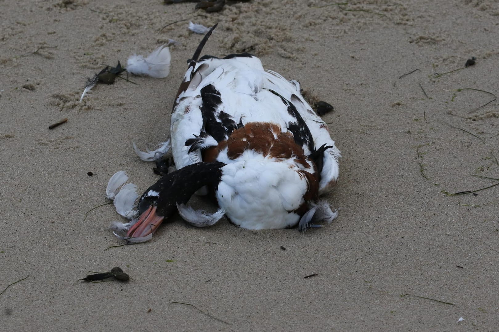 Eine tote Wildgans: Tausende Vögel fallen der Geflügelpest zum Opfer.