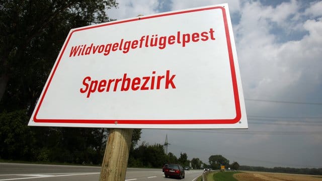 Nach vier Jahren ist erneut ein Fall von Geflügelpest in Berlin nachgewiesen worden. Nach vier Jahren ist erneut ein Fall von Geflügelpest in Berlin nachgewiesen worden.
