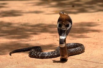 Eine Kobra in Sri Lanka: Ein Mann wurde von einer Schlange in Sri Lanka gebissen.