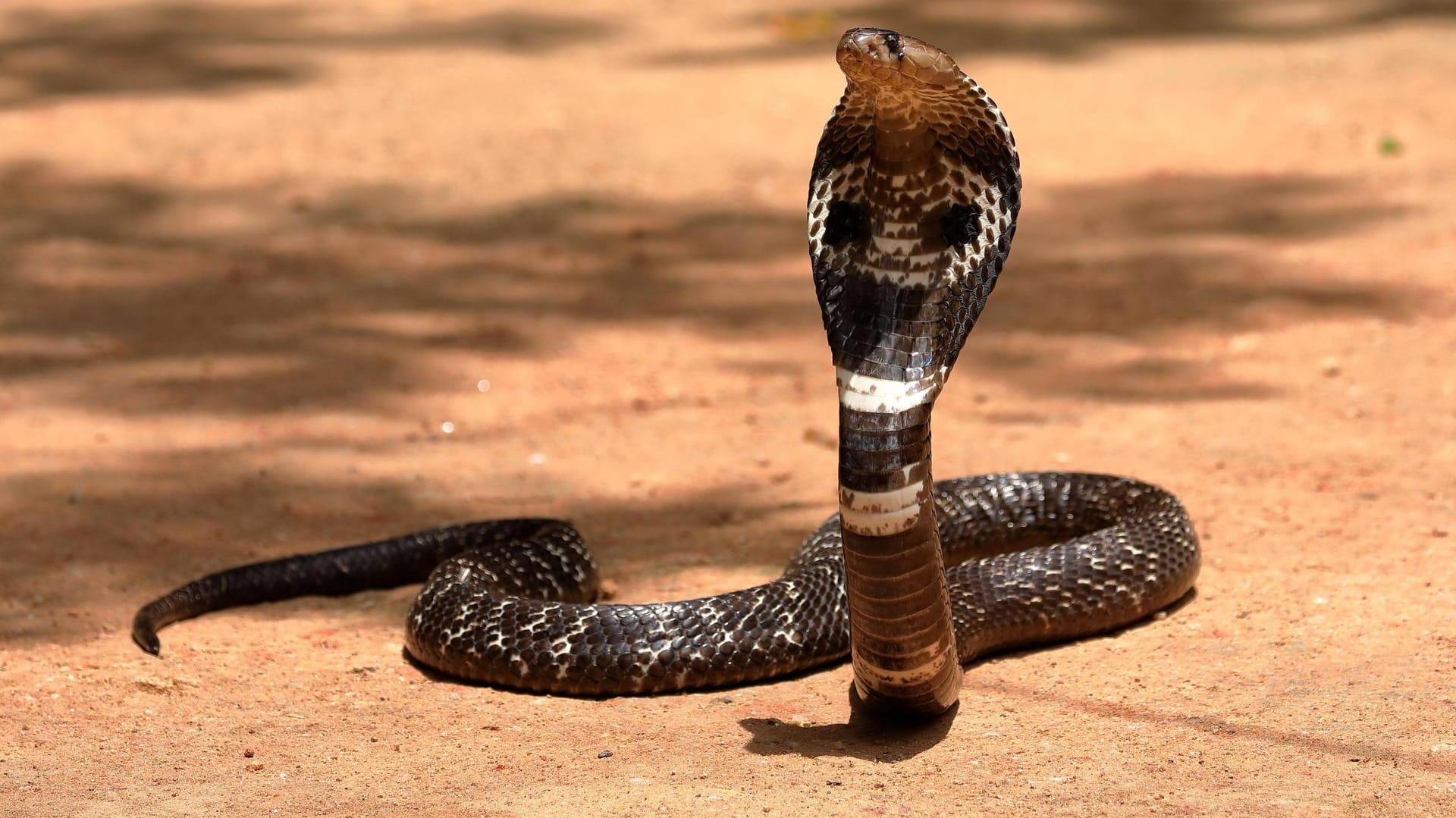 Eine Kobra in Sri Lanka: Ein Mann wurde von einer Schlange in Sri Lanka gebissen.