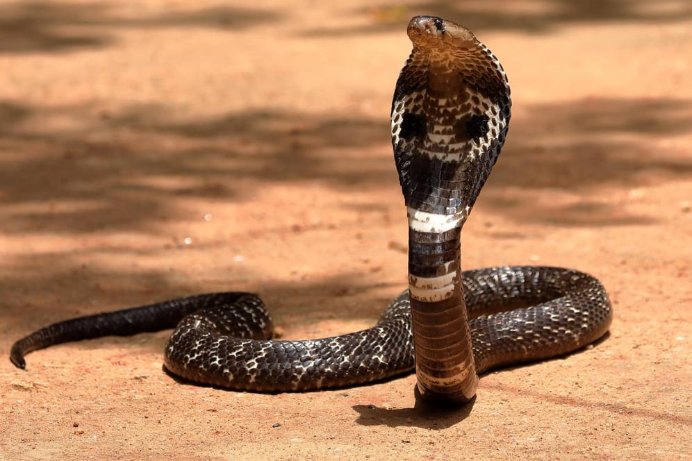 Eine Kobra in Sri Lanka: Ein Mann wurde von einer Schlange in Sri Lanka gebissen.