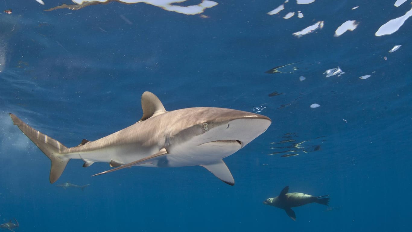 Ein Hai (Symbolbild): In Westaustralien ist ein Mann nach einem Haiangriff ums Leben gekommen.