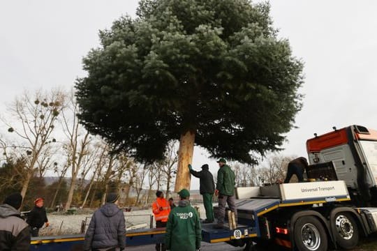 Eine 15 Meter hohe Coloradotanne hängt an einem Kran und wird auf einen Tieflader gehoben: Der Baum soll vor dem Brandenburger Tor aufgestellt werden.