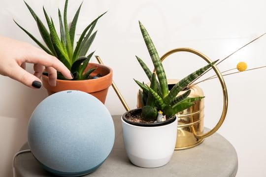 Bilinguale Kugel: Auch bei diesem Echo-Smartspeaker lässt sich nun die dynamische Alexa-Sprachauswahl instellen.