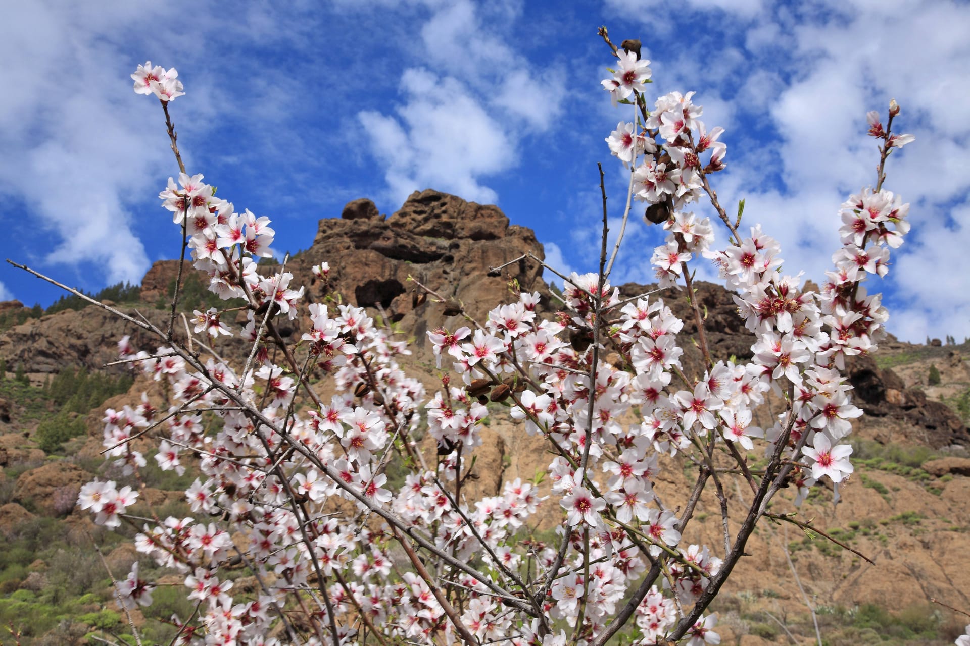 Naturvielfalt: Die Blüten tausender Mandelbäume bringen im Januar und Februar die Hänge auf Gran Canaria zum Leuchten.