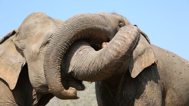 Kranke und traumatisierte Elefanten werden im Norden Thailands im "Elephant Nature Park" versorgt.