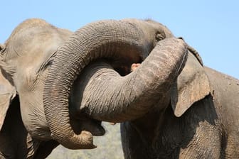 Kranke und traumatisierte Elefanten werden im Norden Thailands im "Elephant Nature Park" versorgt.