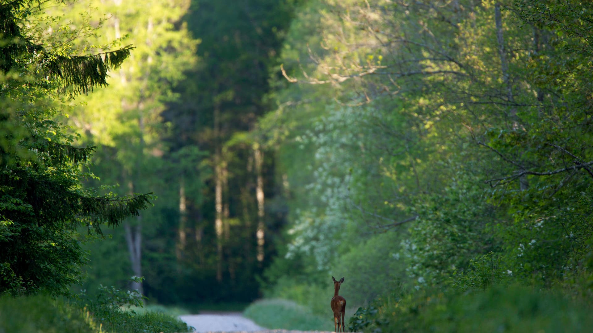 Ein Reh steht auf einem Waldweg (Symbolbild): Ein Wolfsburger kam bei einem Ausweichversuch von der Fahrbahn ab.