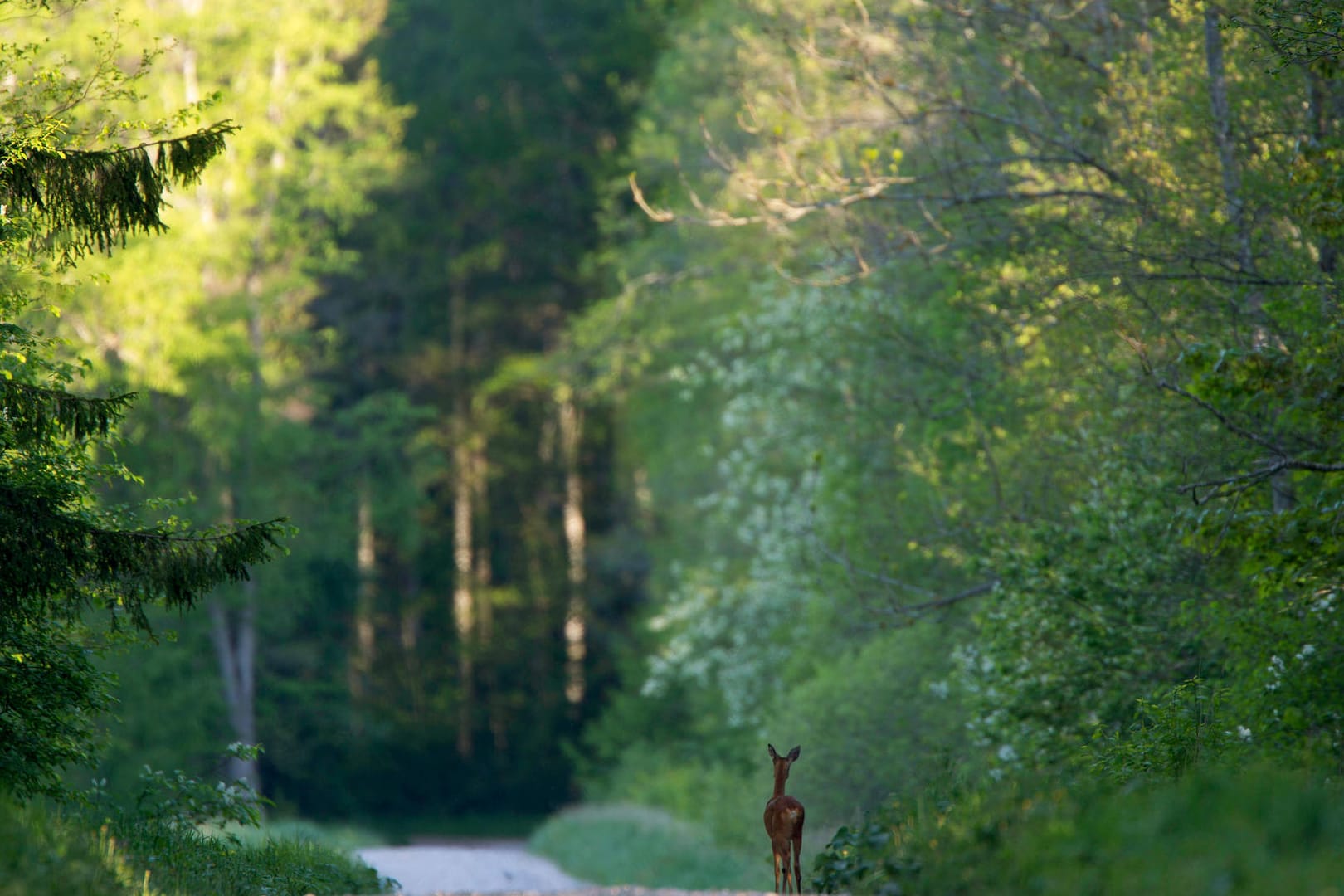 Ein Reh steht auf einem Waldweg (Symbolbild): Ein Wolfsburger kam bei einem Ausweichversuch von der Fahrbahn ab.