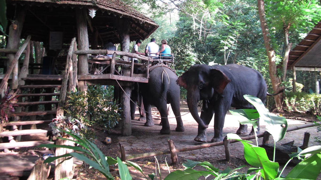 Thailand: Besonders beliebt bei Thailand-Reisenden sind Attraktionen mit Elefanten, etwa das Reiten auf den Tieren. Die Tiere haben daran jedoch keinen Spaß.