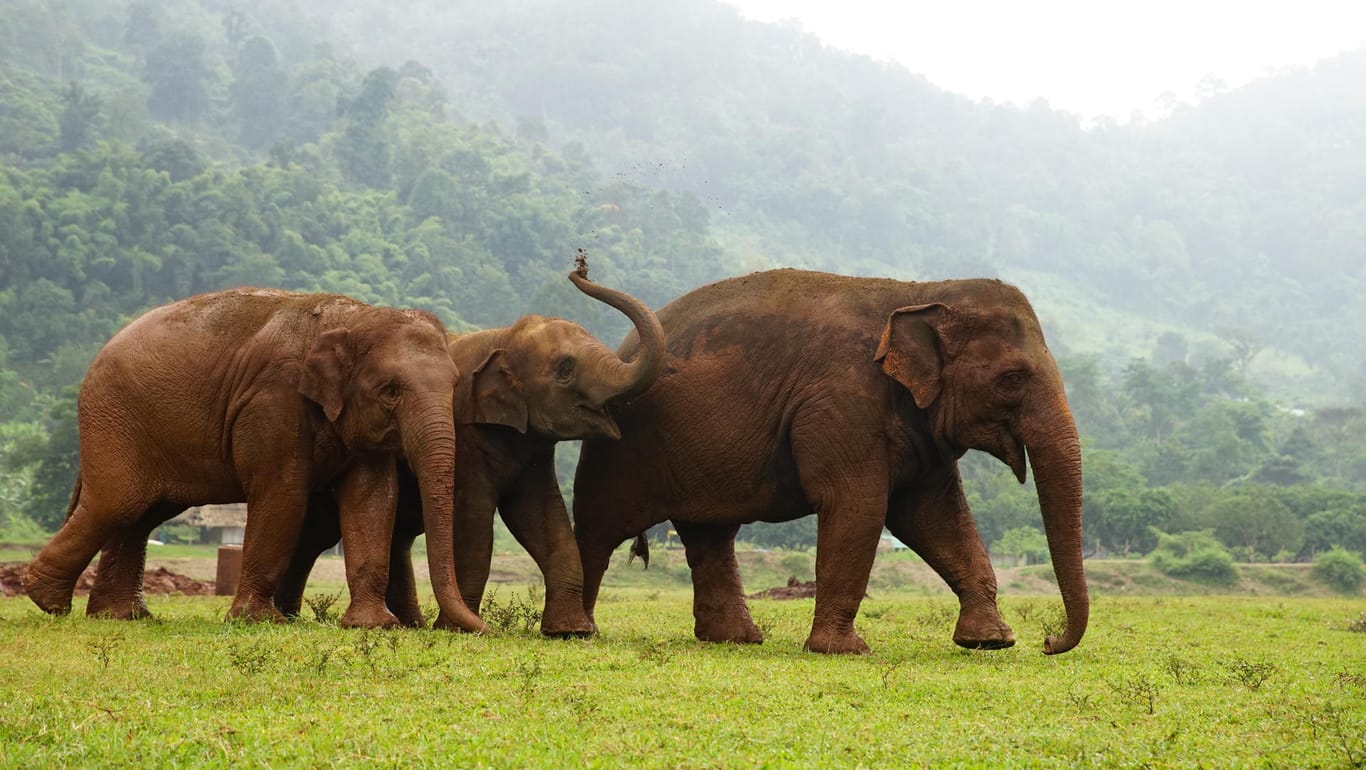 Thailand, Phra Sing: Kranke und traumatisierte Elefanten werden im Norden des Landes im "Elephant Nature Park" versorgt.
