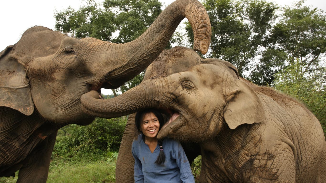 Thailand, Phra Sing: Im "Elephant Nature Park" können Touristen und freiwillige Helfer aus aller Welt lernen, wie Dickhäuter artgerecht behandelt werden sollten.