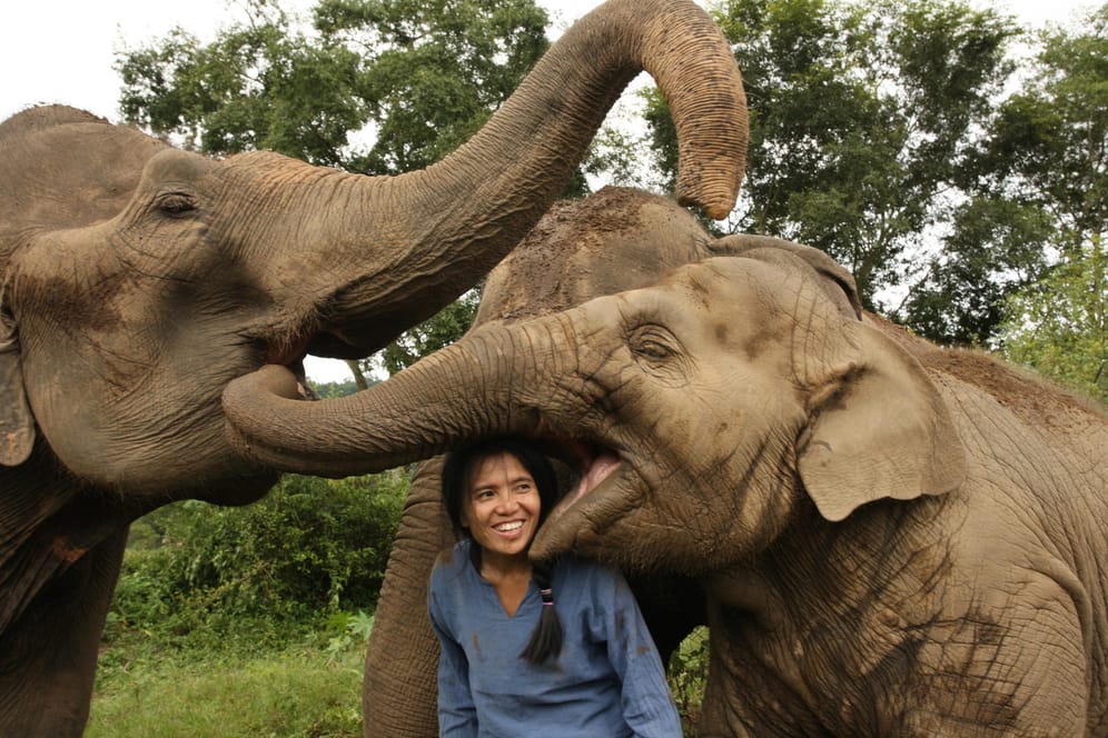 Thailand, Phra Sing: Im "Elephant Nature Park" können Touristen und freiwillige Helfer aus aller Welt lernen, wie Dickhäuter artgerecht behandelt werden sollten.