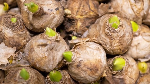 Wer im Winter nicht auf Blumen verzichten möchte, sollte jetzt Hyazinthen pflanzen.