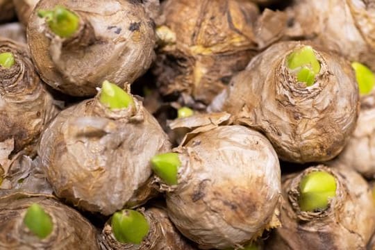 Wer im Winter nicht auf Blumen verzichten möchte, sollte jetzt Hyazinthen pflanzen.