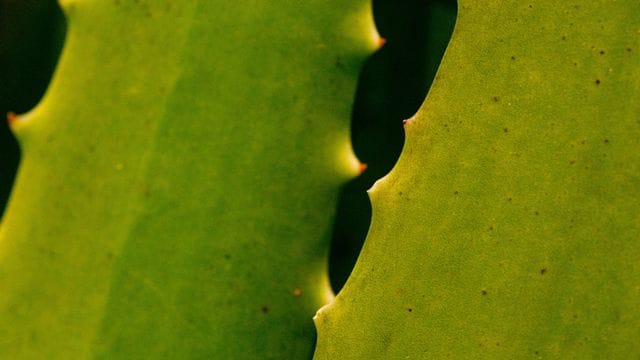 Eine Aloe vera erkennt man an ihren fleischigen Blättern mit kurzen, stumpfen Stacheln.