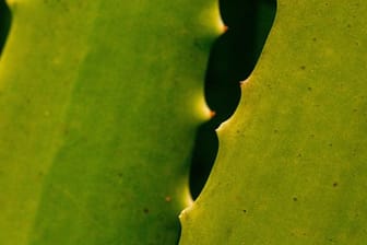 Eine Aloe vera erkennt man an ihren fleischigen Blättern mit kurzen, stumpfen Stacheln.
