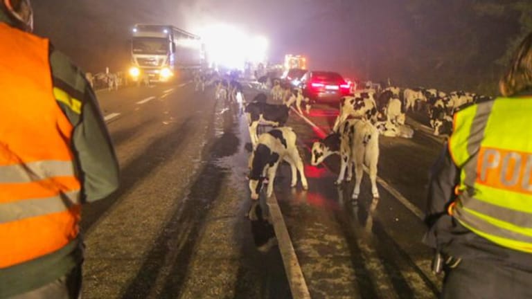 Polizisten stehen auf einer Bundesstraße: Mehr als 150 Kälber aus brennendem Tiertransporter gerettet.