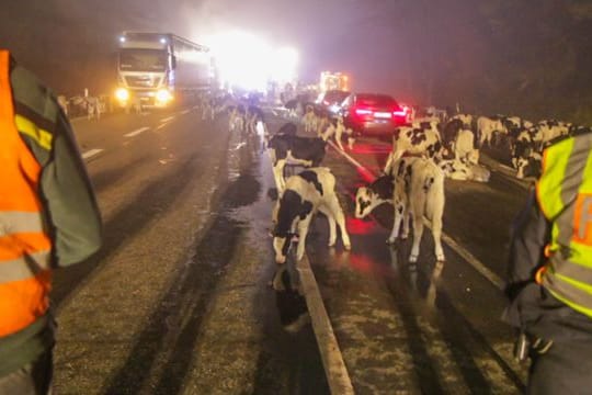 Polizisten stehen auf einer Bundesstraße: Mehr als 150 Kälber aus brennendem Tiertransporter gerettet.