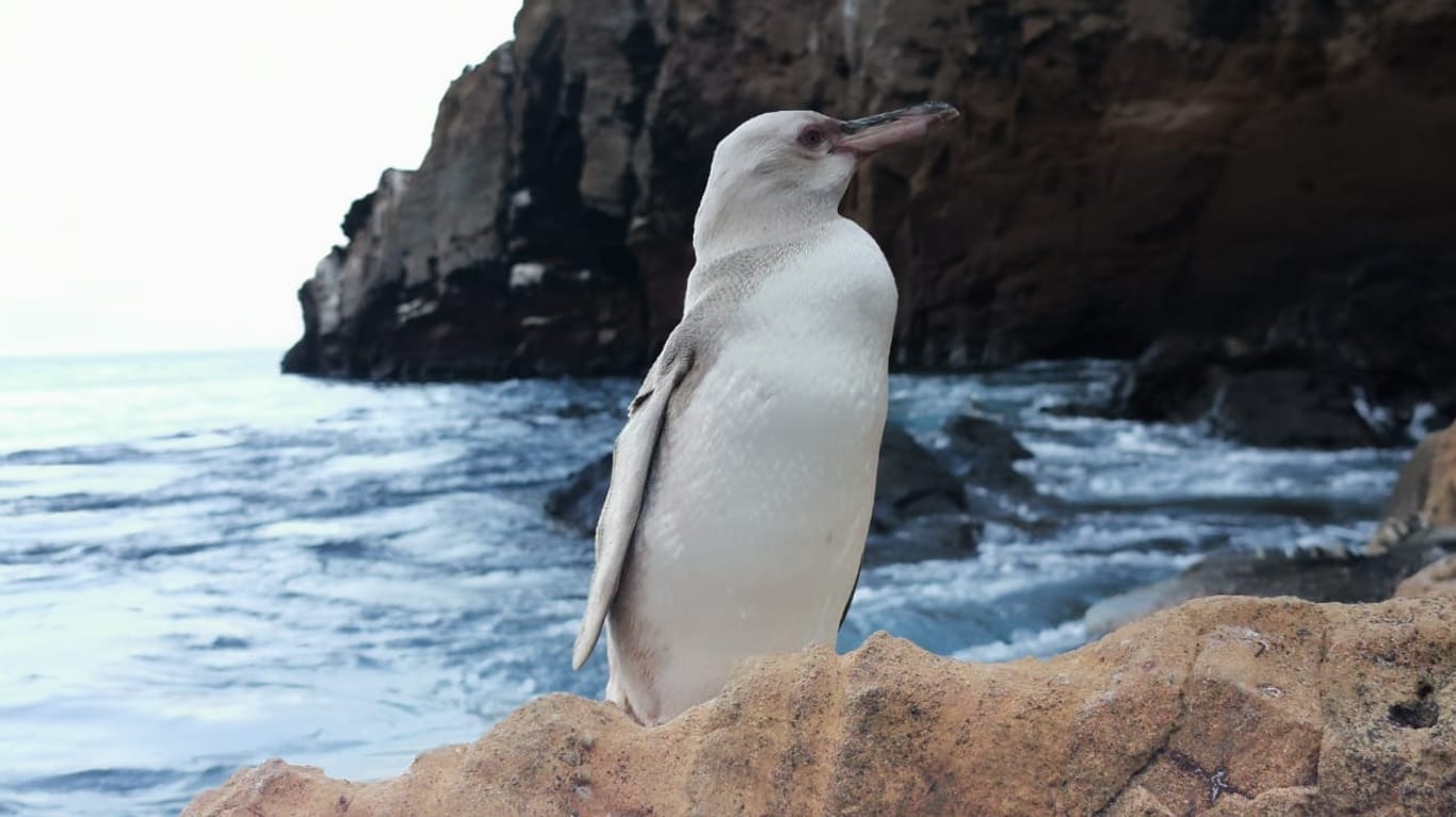 Ein komplett weißer Pinguin auf den Galapagos-Inseln: Das Tier könnte einen genetischen Defekt haben.
