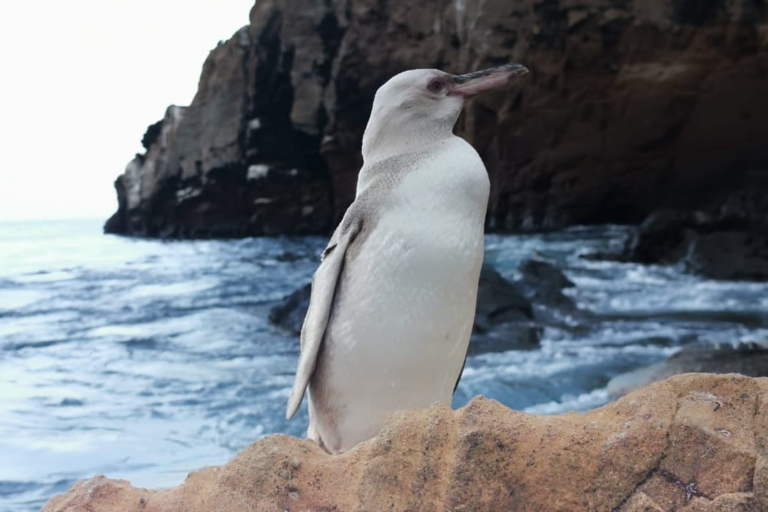 Ein komplett weißer Pinguin auf den Galapagos-Inseln: Das Tier könnte einen genetischen Defekt haben.