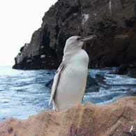 Ein komplett weißer Pinguin auf den Galapagos-Inseln: Das Tier könnte einen genetischen Defekt haben.