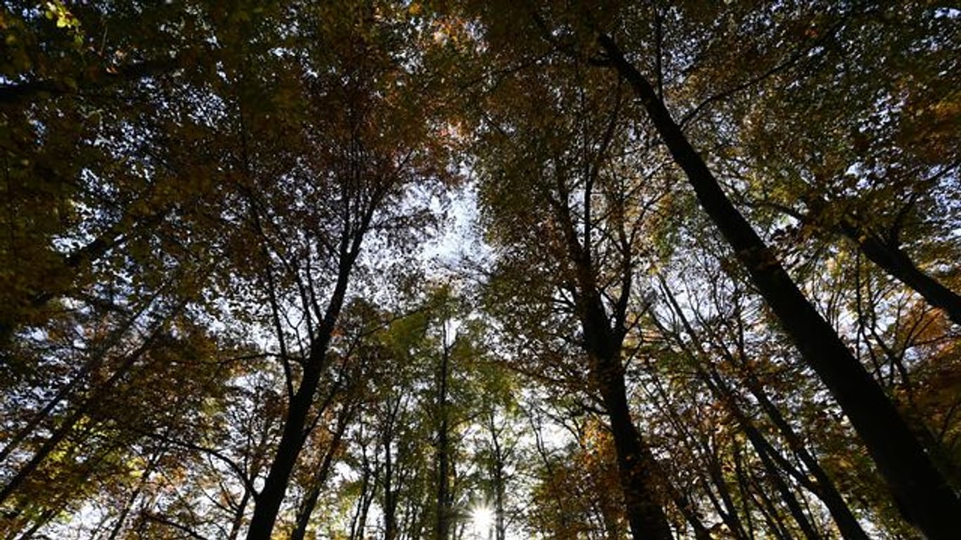 Bäume mit lichten Baumkronen im Frankfurter Stadtwald