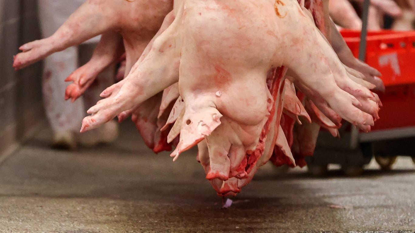 Schweinehälften hängen in einem Schlachtbetrieb in Deutschland: Nach massenhaften Corona-Infektionen in der Fleischindustrie hat die Koalition sich nun auf neue Vorgaben geeinigt.