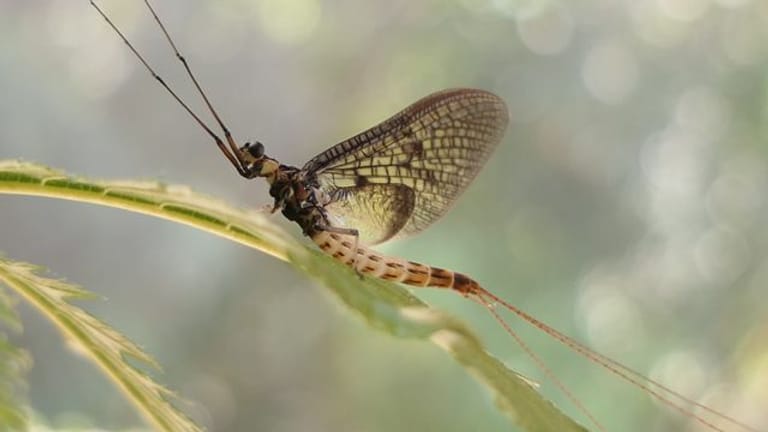 Insekt des Jahres: Eine Dänische Eintagsfliege (Ephemera danica) sitzt auf einem Blatt.