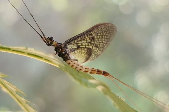 Insekt des Jahres: Eine Dänische Eintagsfliege (Ephemera danica) sitzt auf einem Blatt.