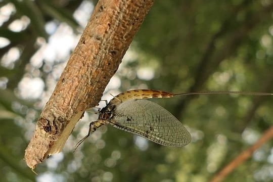 Eine Dänische Eintagsfliege (Ephemera danica) hängt an einem Ast.