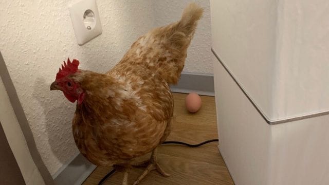 Huhn in einer Pflegeeinrichtung: Das Tier scheint sich so wohl gefühlt zu haben, dass es prompt ein Ei gelegt hat. Huhn in einer Pflegeeinrichtung: Das Tier scheint sich so wohl gefühlt zu haben, dass es prompt ein Ei gelegt hat.