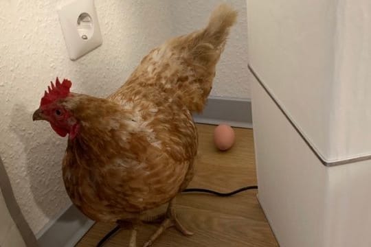 Huhn in einer Pflegeeinrichtung: Das Tier scheint sich so wohl gefühlt zu haben, dass es prompt ein Ei gelegt hat.