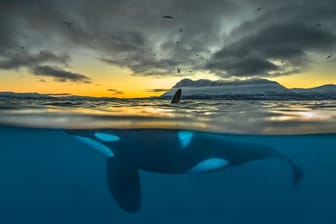 Ein Orca vor der Küste Nordnorwegens.