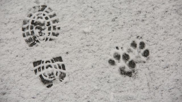 Abdrücke im Schnee Abdrücke im Schnee