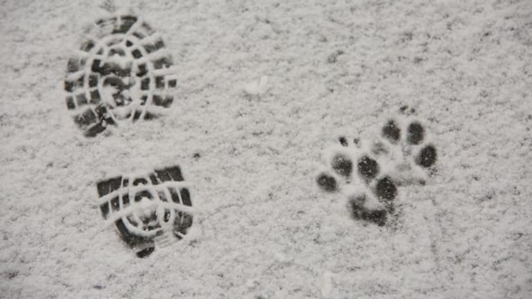 Abdrücke im Schnee