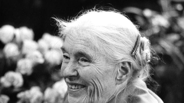 Die Schriftstellerin Anna Seghers an ihrem 80. Geburtstag am 19. November 1980 in Berlin (Archivbild): Sie wird posthum vom bpb geehrt. Die Schriftstellerin Anna Seghers an ihrem 80. Geburtstag am 19. November 1980 in Berlin (Archivbild): Sie wird posthum vom bpb geehrt.